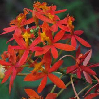Epidendrum radicans