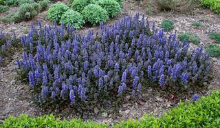 Ajuga reptans