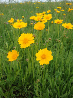 Coreopsis lanceolata