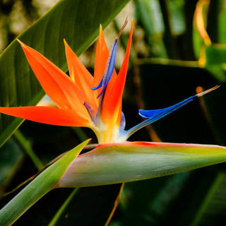 Strelitzia Reginae