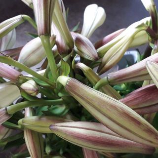 Xmas Lily - Bulbs