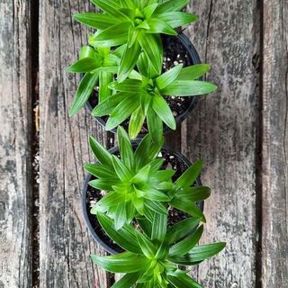 Xmas Lily pots