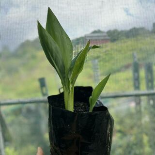 ARROWROOT (Canna edulis)