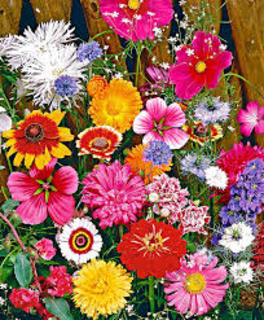 Bedding Plants
