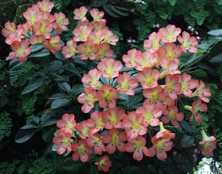 Rhododendron sp